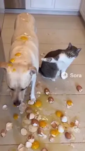cat blamed the dog haha so much funny sharts videoo😝😝😝😜😜😜😂😂😂🤣🤣🤣😛😛😛🐈🐶….. #cat #dog #funny #funnyvideos #catsoftiktok 