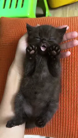 So cute #cutecat #pet #kucing #kitty #funny 