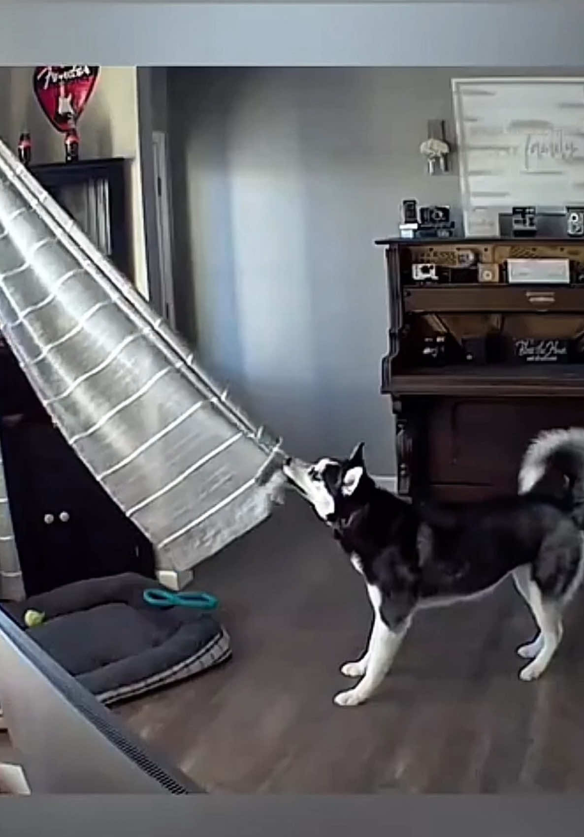 #dog #dogs #animal #funny 