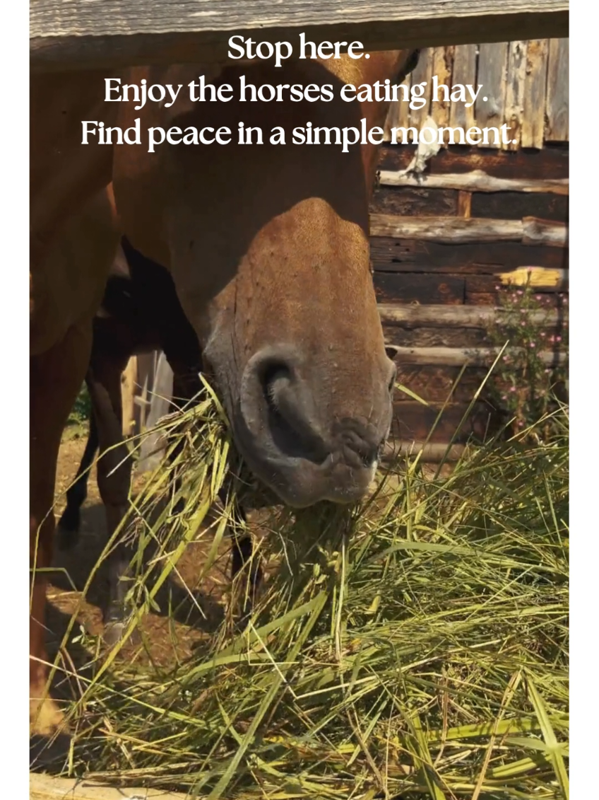 Sanctuary and Stillness in the Barn 🏡🐴 Step into the quiet comfort of this barn and stand with these horses. Tucked away from the world, their gentle focus on the simple act of eating hay creates an immediate feeling of shelter and inner peace. Notice the grounded, steady presence they embody. Their unhurried pace reminds us that the most profound sense of well-being comes from being totally present and secure in the moment. Let this visual whisper of a peaceful sanctuary infuse your day with a deep, quiet calm. #wellness #slowliving #naturetherapy #equestrianlife #innerpeace 