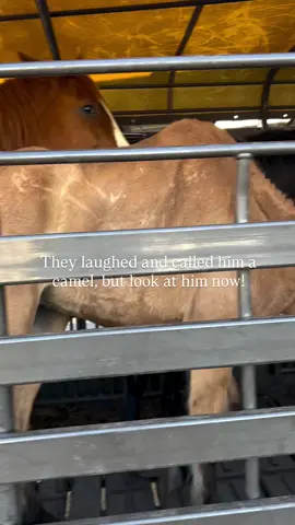 They laughed and called him a camel… he was a joke to the horse traders who brought him to the auction. I yelled at them and told them they were fcuked up.. I was so mad. Truthfully at the time I thought we were going to have to put him down. I had NEVER seen anything like that in my life and thought that it was a recent very horrible tragic injury. You see, Traveler’s back was visibly deformed when he came through the sale. The x-rays showed he’d been stepped on as a foal, fracturing his spine and ribcage. Somehow… it never severed his spinal cord. He had lived like that for so long that it fused, and he wasn’t in pain. So we gave him a chance.. Fast-forward two and a half years, and Traveler is unrecognizable. He loves his walks, his arena time, and his butt scratches (he backs up for them every time). None of this would’ve been possible without our volunteer Wendy, who has poured her entire heart into him. This is rescue. This is rehabilitation. This is love ❤️ And a huge thank you to Wendy!  #transformation  #secondchances  #horselover