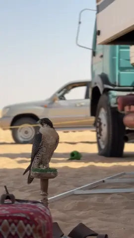 قلبي وقلبك توصلك وتوصلي #الافلاج #الخرج #Ř 