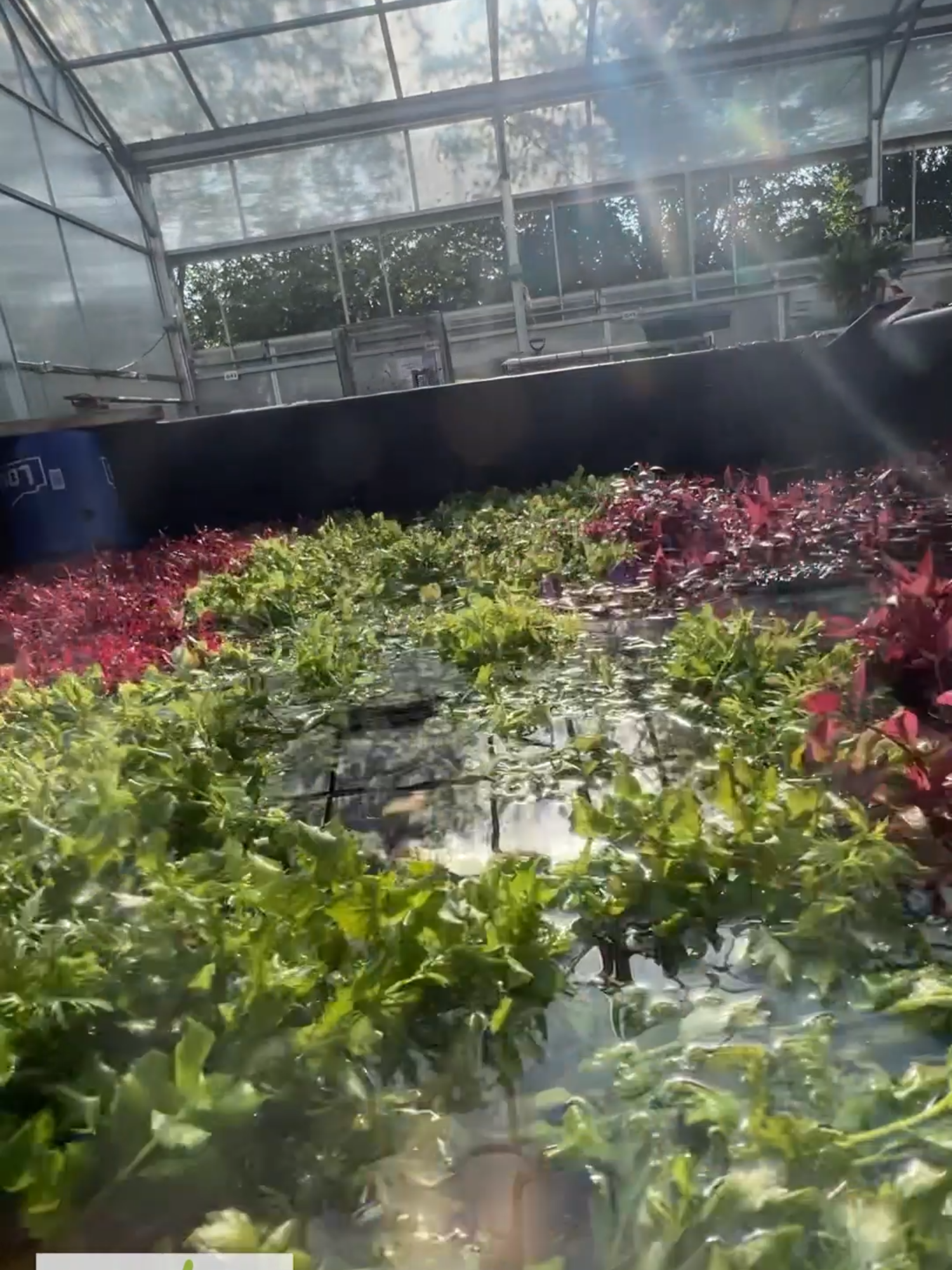 Basin 💦 Water Change. Our team does an amazing job at maintaining each of these basins. They require constant water changes and scrubs. Check out all of our different aquarium plant combos we have available for sale! Shop Now! TANK ON! 👇 https://dustinsfishtanks.com/collections/aquarium-plant-packages-ds-killer-planted-combos Follow us! @DustinsFishTanks https://linktr.ee/dustinsfishtanks