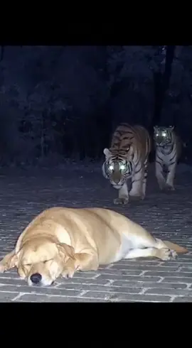 #funnyanimals #tigervscat #securitycamera #viralvideo #animalshorts   