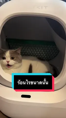 วอน petkit เห็นใจติดแอร์ในห้องน้ำแมวหน่อยค่ะ แมวนอนในห้องน้ำล่ะหอบ สงสารลูกมาก #petkit #pixiefairycats #dixieismycat #catsoftiktok #เจนนี่ได้หมดถ้าสดชื่น 