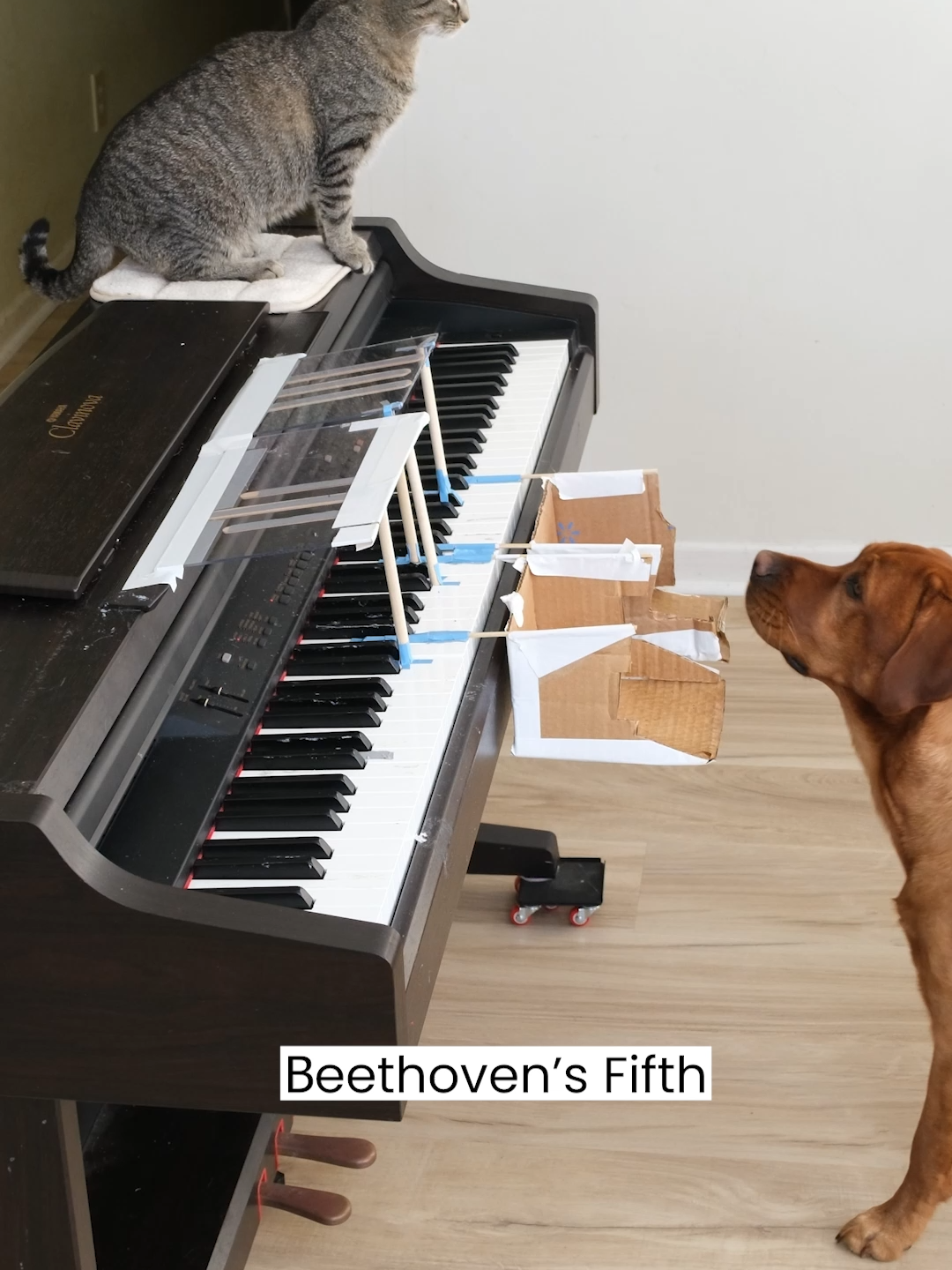 Cat and Dog Piano Duet