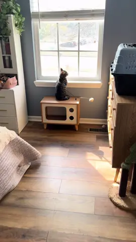 I mean seriously, how can something be this cute??😭😭😭 #cats #miketv #dwarfcat #catlover 