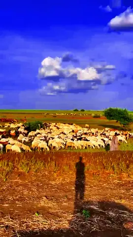 #جمال #الباديه#والريف #الشعب_الصيني_ماله_حل 😂