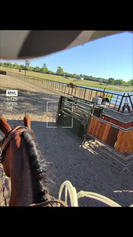still getting too close!  working on position and getting wider   #teamroping #lonestarropes #ropiingpen #blessed 
