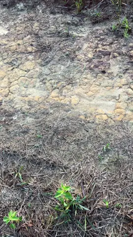 #petanisawitindonesia🇮🇩 #petanimuda #fyp #foryou #kebunsawit 