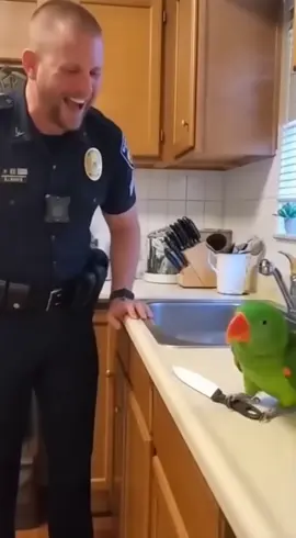 Dont mess with Larry #funnyparrot #parrotsoftiktok #birdoftiktok #petparrot  #creatorsearchinsights 