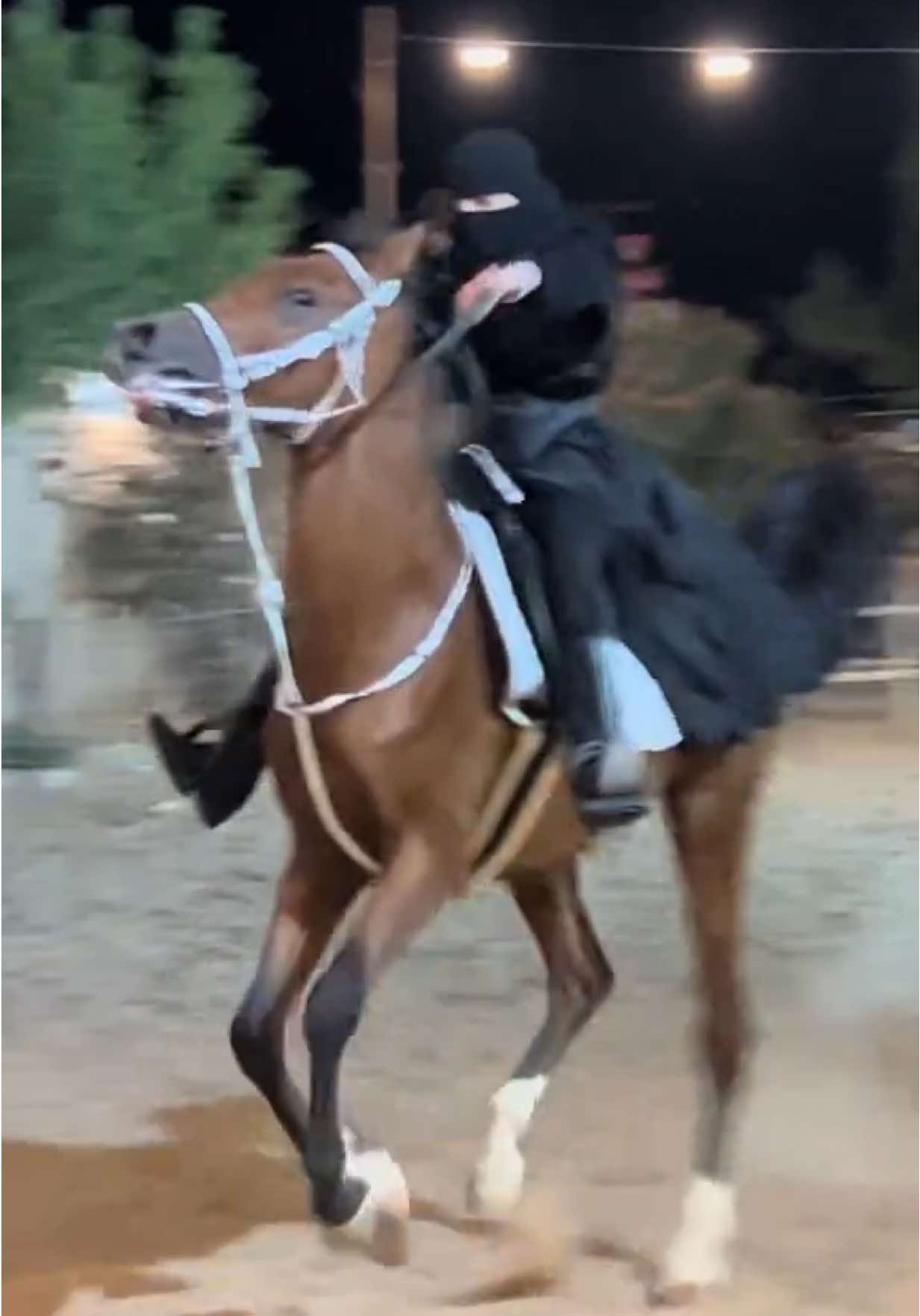 جتني فوبيا من الشجر من بعد ما دخل بعيوني😐 #خيل_وخياله🐎 #hail #ماشاء_الله 