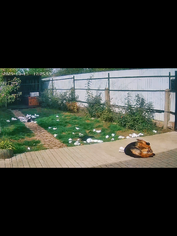 Частина1. Мабуть подушка на нього напала, Гром захищався, і переміг😁#гром #німецькавівчарка #гумор 