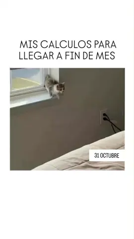 #cat #cats #gato #gatos #creator 