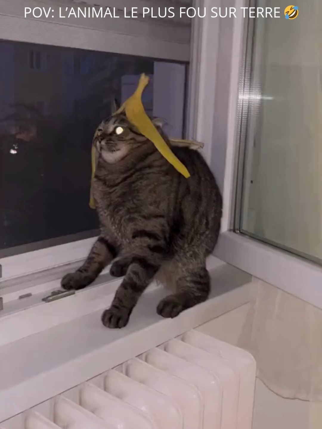 Vraiment l'animal le plus fou sur terre 🤣🤣#insolite #pourtoi #shortsviral #humour #drôle #viral #foryou #chat #fyp #cat