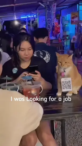 #cat #catsoftiktok #catlover 