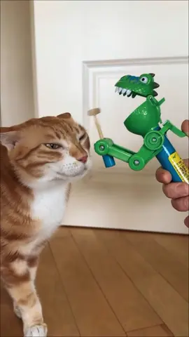 #BiscuitMaking#OrangeCatEnergy#Catto#CatTV (221) 