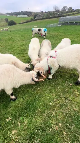 New vitamin lick #valaisblacknosesheep #heycroftvalais #fyp #pets #cutebaby 