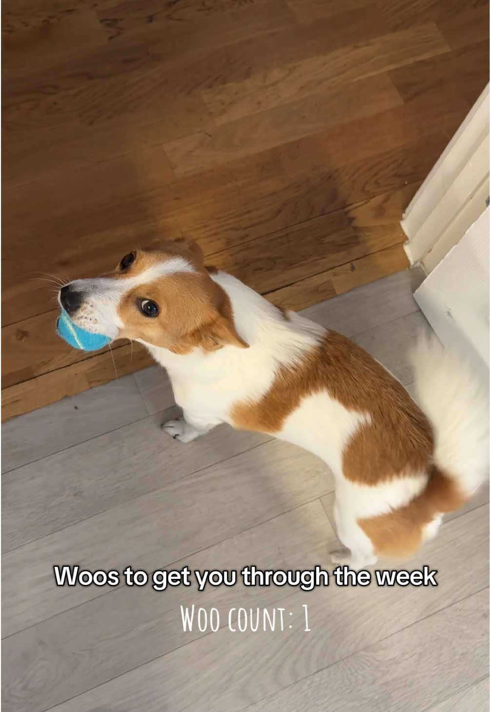 A woo a day keeps the doctor away… or however the saying goes 😆 #dexterwoos #jackrussell #jackrussellterrier #funnydogs #dogsounds 