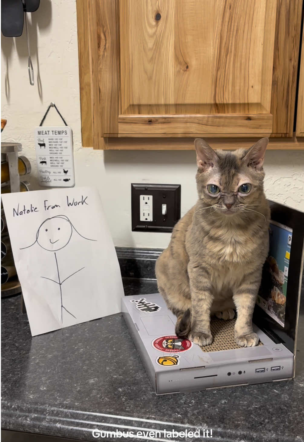 What a crazy week!  #cat #cutecat #rescuecat #tiktokcats #funnycat 