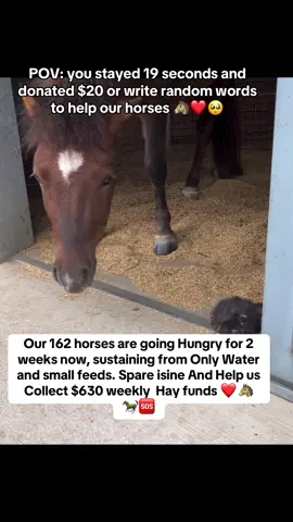 Our 162 horses are going Hungry for 2 weeks now, sustaining from Only Water and small feeds. Spare isine And Help us Collect $630 weekly  Hay funds ❤️🐴🐎🆘#horse #fyp #sad #tiktok #trendingvideo #viral #fyppppppppppppppppppppppp #Love #trend 