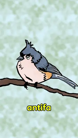 Birds are antifa. #birds #antifa #nokings #musicfestival #fyp