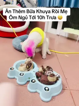 Công Việc Của Sen Từ 12h trưa tới 00h đêm. Hàng ngày #hangoc ăn 4 bữa gồm : Trưa chiều tối và khuya như sen, lúc mình nuôi #hangoc là ẻm 2tháng rưỡi nhẹ như bông chỉ 1.5kg bây giờ ẻm đc hơn 3tháng cân nặng đc 3kg và đã tiêm 2 mũi phòng rồi. Trộm vía dễ ăn dễ nuôi, nhà trồng mỗi loại một ít rau cho mình ăn,có ẻm về thì rau củ quả gì luộc lên ẻm cũng ăn được ạ #xuhuongtiktok #poodle #viralvideo 