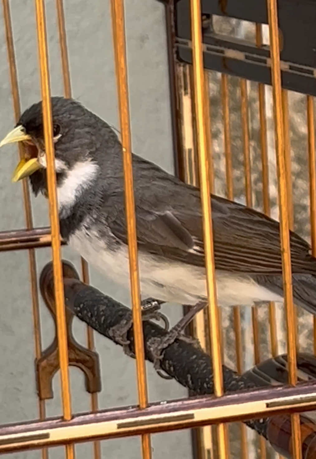 Coleiro cantando papa capim coleiro#coleiromuitotop#coleirocantandofrio#coleirocantandomuitofriado#coleirocantandomuitotop#passarosdefibra