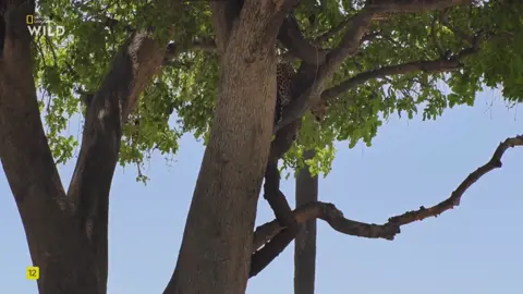 Леопард #wild #дикий #creatorsearchesinsight2025 