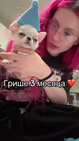 Гришке 3 месяца!!!🥰❤️ #чихуахуа #чихуахуагриша #гришачихуахуа #чихуахуамини #миничихуахуа 
