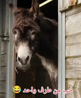 #منشن #الحب #😂😂😂 