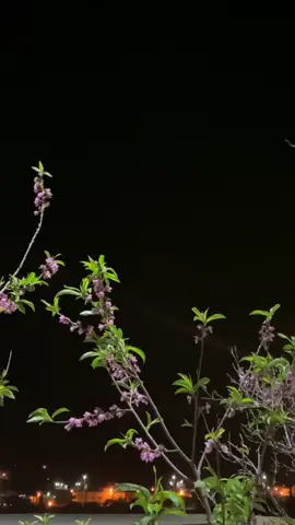 #مشاھدات #foryou #creatorsearchinsights #اكسبلوexplore #trend 