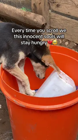Every meal you give is a blessing 🕊️🐾. Donation link in bio to feed our rescued dogs. #HelpDogs #ViralKindness #RescueMission 