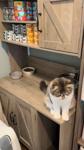 It seems Knox didn’t like it so much when the attention wasn’t on him. Haha. It also seems like he wants a brother, not a sister based on questioning, which is great because……a brother it is. Kitten number two will be here next week!! Yay!! #siberiancat #catsoftiktok #hypoallergenic #kittens 