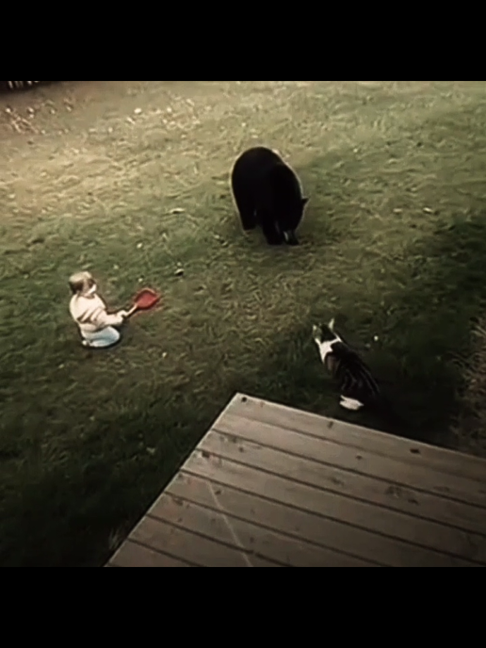 #Edit  Gato vs oso Los gatos son gods Cat edit #Gatos #gatoedit #heroesincapa 