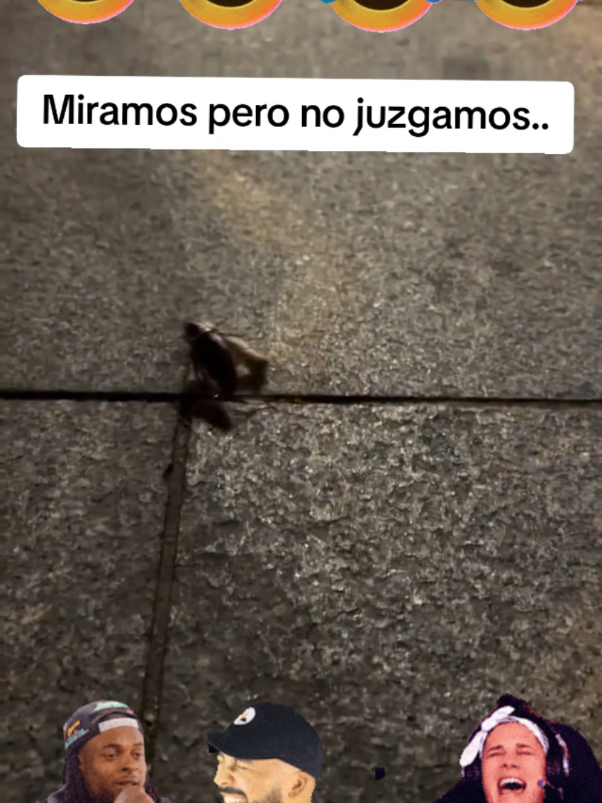 #insectos  #cucarachas  #entretenimientoparati  #humor  #risasjajaja 