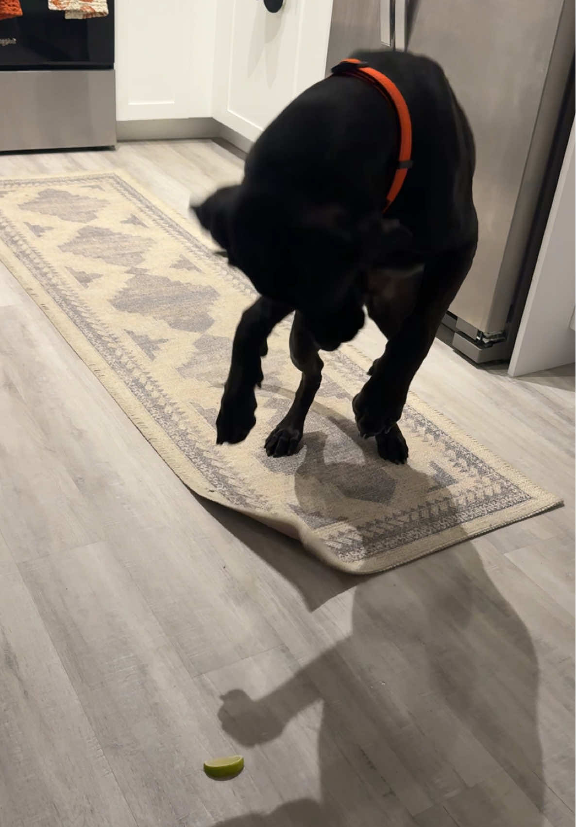 we love our crazy girl and we wouldn’t want it any other way 😆😆 #dogmom #funny #gspmix #greatdanepossibly #notsureyet 