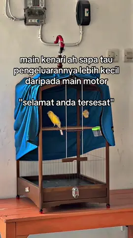 selamat anda tersesat bapak @Fernando 🤝🤣#kenariyorkshire #kenarimaniaindonesia #hobimahal 