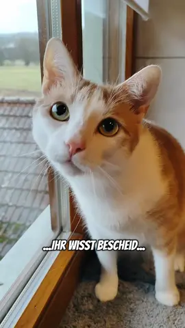 Damit ihr schonmal Bescheid wisst😜🤣#katzenliebe #katzen #katze #katzenvideos #lustig 