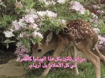 #غزلان #أريام #عبدالمجيدعبدالله 