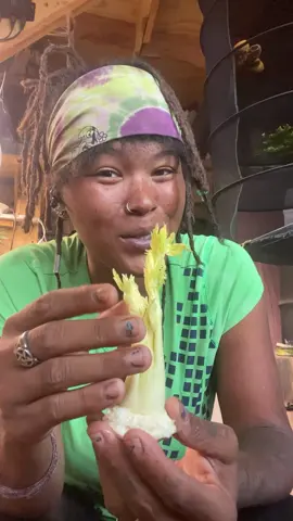 Regrowing Store Bought Celery Tips #offgrid #regrow #seedtips #celery