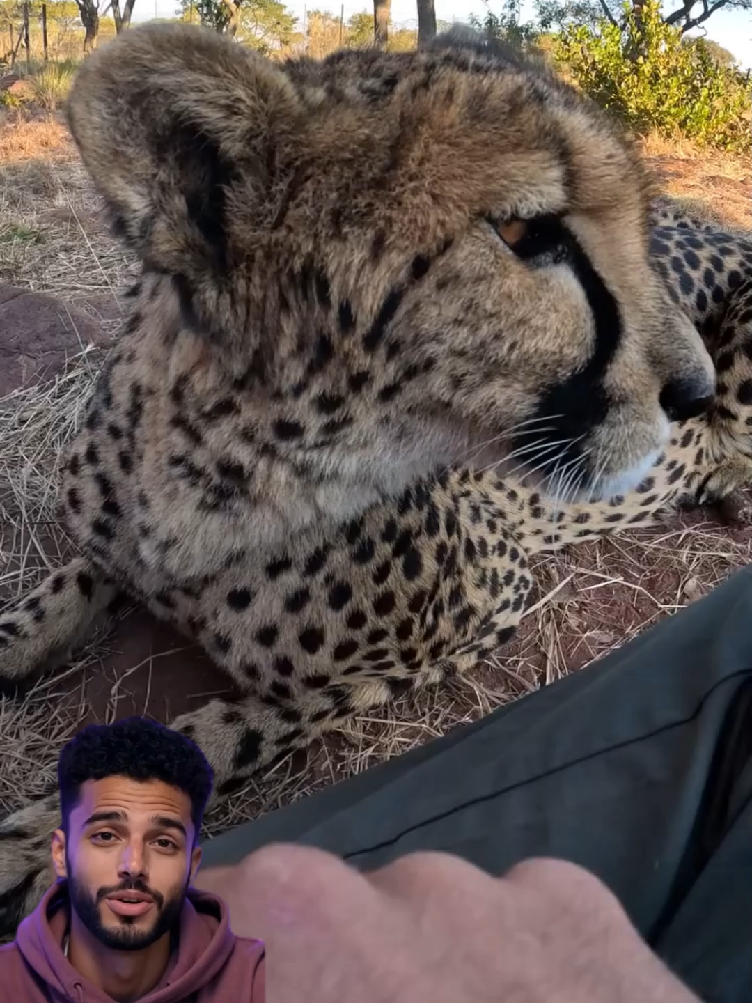 Le secret inattendu des soigneurs de guépards #animaux