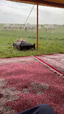 دق سمحات الوجيه 😍#عايض_رفعان 