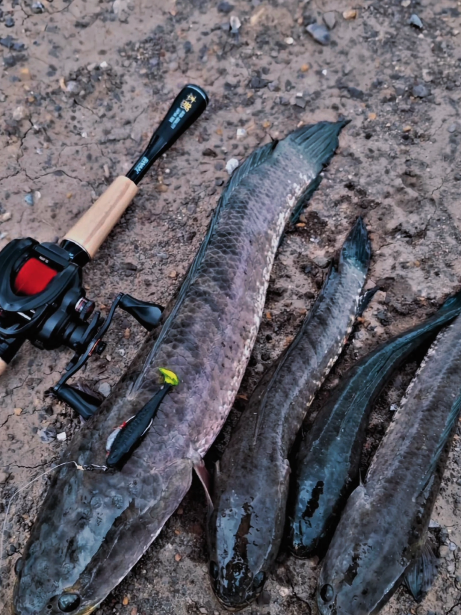 tetap bersyukur👌 #gabus  #toman  #castingtoman  #castinggabus  #casting 