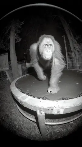 Hatred 🦧#ia #funny #monkey #jump #trampoline 