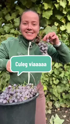 Toamnă târzie face minuni în vie. 🤭Am cules strugurii azi, pe 15 octombrie. I-am lăsat cât mai mult pe vie ca să se umple de zahăr și aromă. Sunt sănătoși, dulci și parfumați, exact cum trebuie pentru un vin bun de casă. 🍷