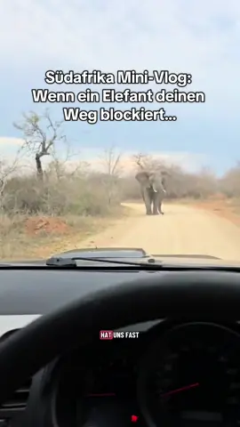 Auch wenn ihr Self Drive in den Nationalparks hier macht, bitte denkt immer daran: das ist kein Zoo, das sind wilde Tiere und ihr befindet euch in ihrem Territorium. Lasst den Tieren ausreichend Platz und wartet ab bis die Straße frei wird oder kehrt um. Für einen Elefanten oder auch einen Büffel ist es etwas leichtes ein Auto umzuwerfen. #lebenimausland #urlaubinsüdafrika #wildlife #elefant #buschliebe 
