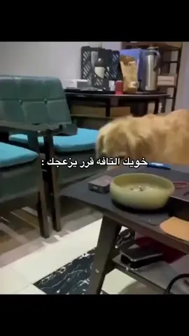 #viral #اكسبلور #foryou #fyp 