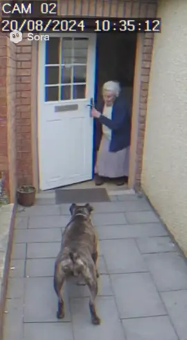 Le telecamere dei miei vicina hanno registrato questo 😭😭😭#foryoupage #fyp #perte #dog #oldwoman 