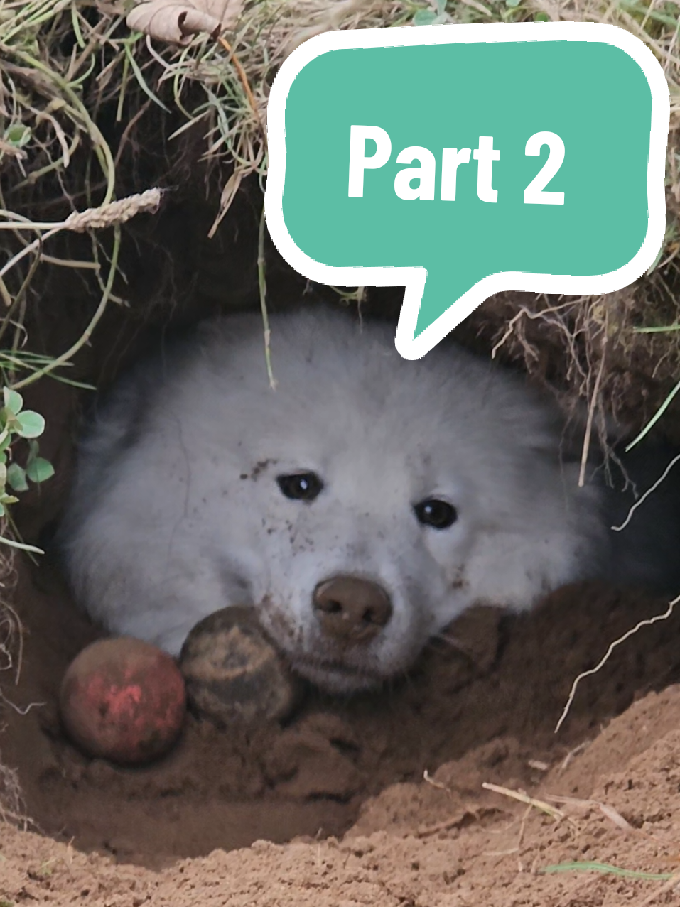 Part 2 -The Samoyed mole digging in her cave. She clearly needed a break from all the hard work. 👀🐶💪🏼 #samoyed #cave #dogs #weird #germany 
